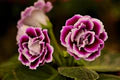 Purple White Gloxinia Seeds – Heirloom, Non-GMO, Cut Flower Favorite