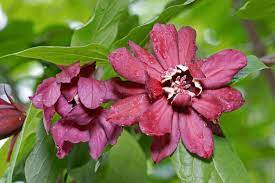 Maroon Carolina Allspice Flower Seeds for Planting – Heirloom, Non-GMO, High Germination Organic Garden Seeds