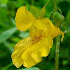Flower Seeds, Seeds,Seeds For Planting,Plant Seeds