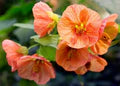 Light Orange Abutilon Flower Seeds for Planting – Bright Blooms Heirloom, Non-GMO, High Germination Garden Seeds
