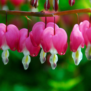 Flower Seeds, Seeds,Seeds For Planting,Plant Seeds