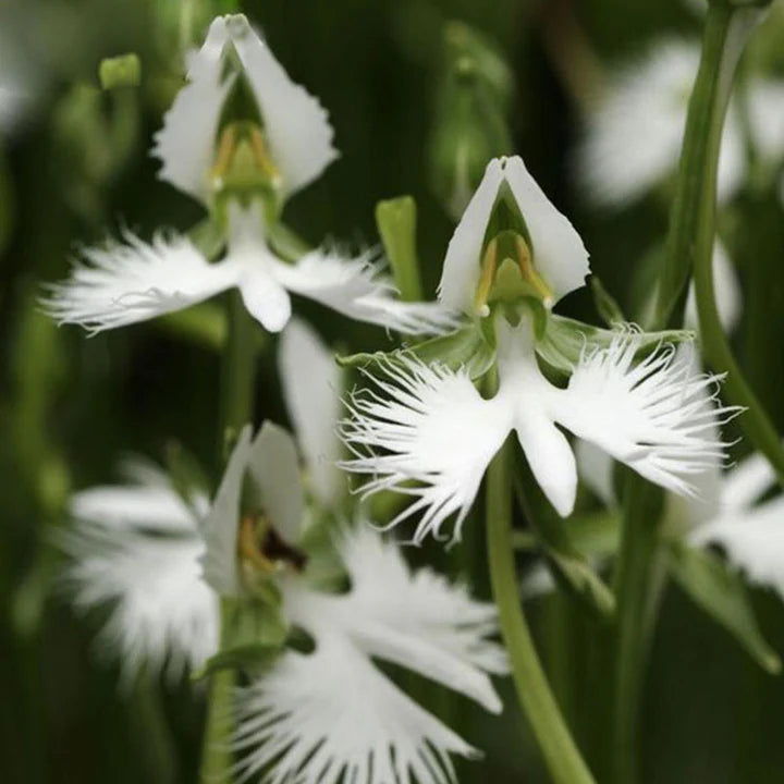 White Radiata Flower Seeds for Planting – Heirloom, Non-GMO, Seasonal Bloomer, Organic Garden Seeds