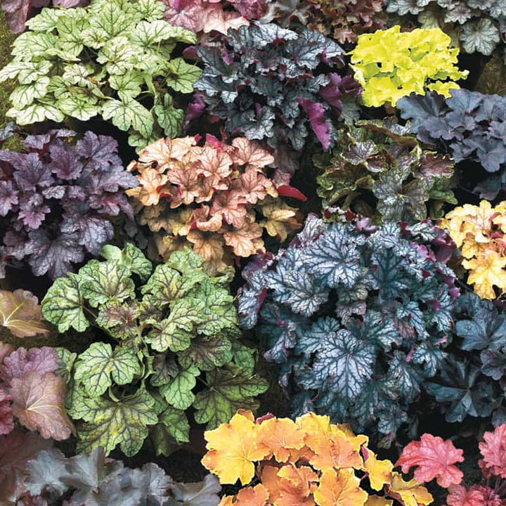 Flower Seeds, Seeds,Seeds For Planting,Plant Seeds