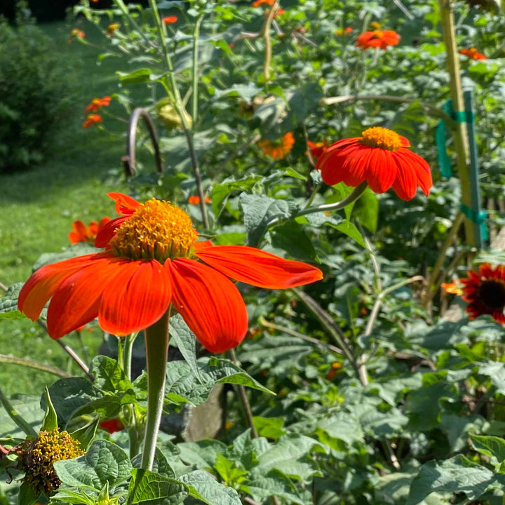 Flower Seeds, Seeds,Seeds For Planting,Plant Seeds