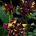 Marron Cream Rose Flower Seeds for Planting – Heirloom, Non-GMO, High Germination Garden Seeds