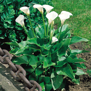 Flower Seeds, Seeds,Seeds For Planting,Plant Seeds