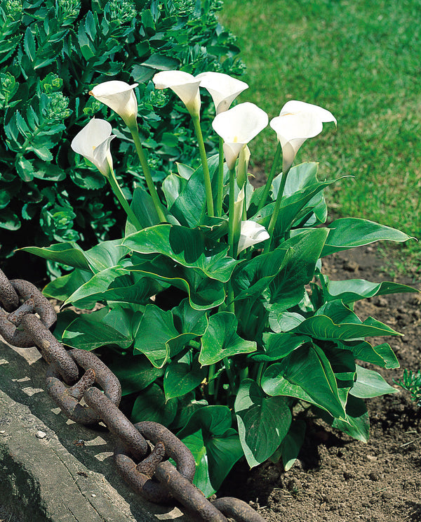 Flower Seeds, Seeds,Seeds For Planting,Plant Seeds