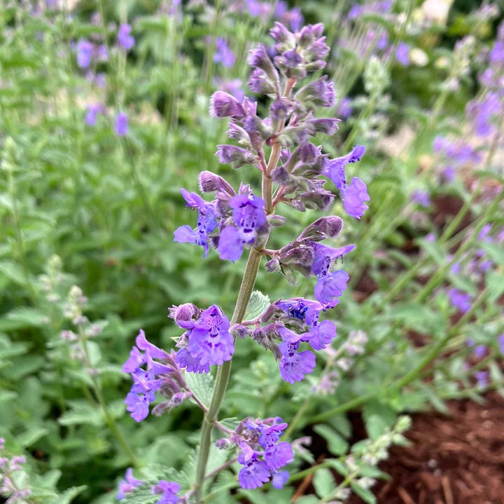 Flower Seeds, Seeds,Seeds For Planting,Plant Seeds