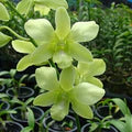 Green Dendrobium Flower Seeds for Planting – Heirloom, Non-GMO Drought-Tolerant Organic Garden Seeds