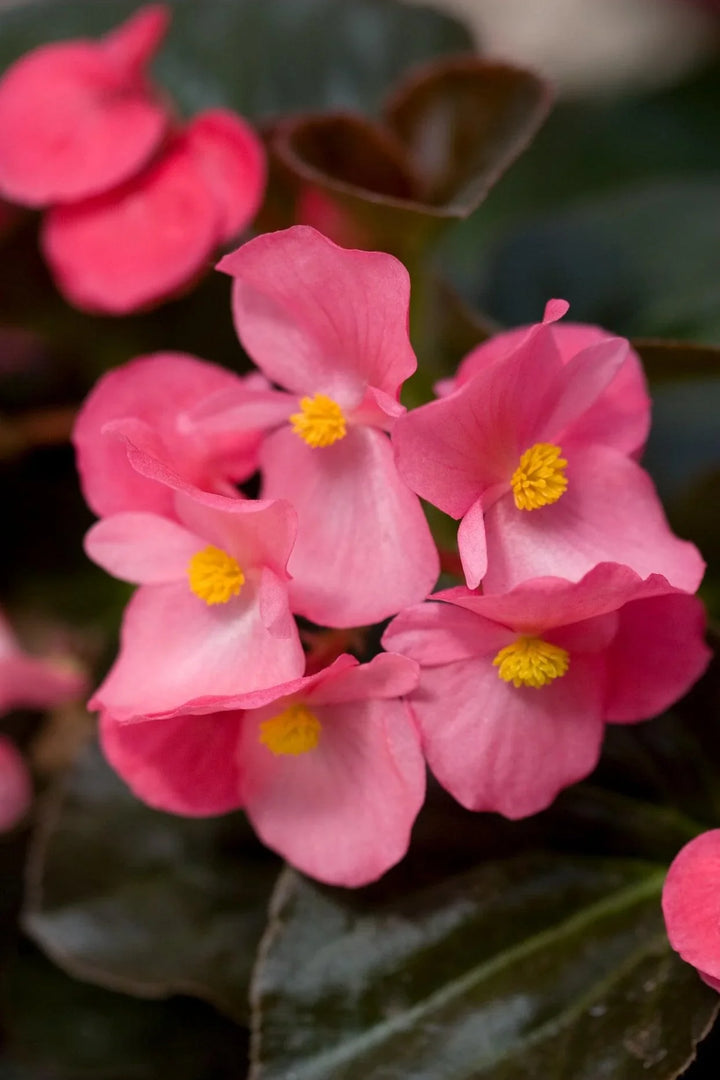 Flower Seeds, Seeds,Seeds For Planting,Plant Seeds