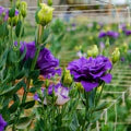 Purple Lisianthus Flower Seeds for Planting – Heirloom, Non-GMO, High Germination Garden Seeds