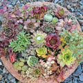 Mix Color Sedum Succulent Flower Seeds for Planting – Heirloom, Non-GMO Drought-Tolerant Organic Garden Seeds