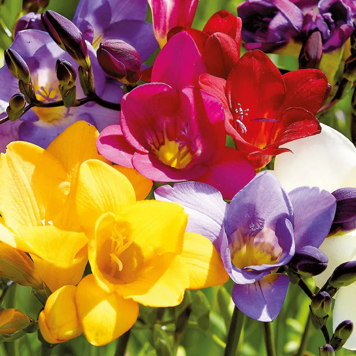 Flower Seeds, Seeds,Seeds For Planting,Plant Seeds