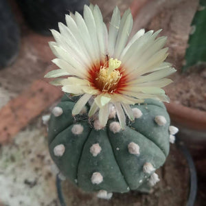 Flower Seeds, Seeds,Seeds For Planting,Plant Seeds