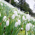 White Galanthus Flower Seeds for Planting – Heirloom, Non-GMO Easy-to-Grow Organic Garden Seeds