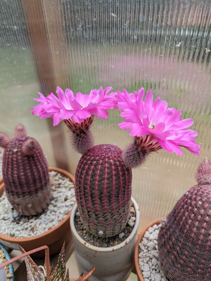 Violet Echinocereus Rigidissimus Flower Seeds for Planting Heirloom Non-GMO High Germination Organic Garden Seeds