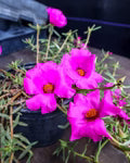 Purple Portulaca Flower Seeds for Planting – Heirloom, Non-GMO, High Germination Compact Garden Seeds