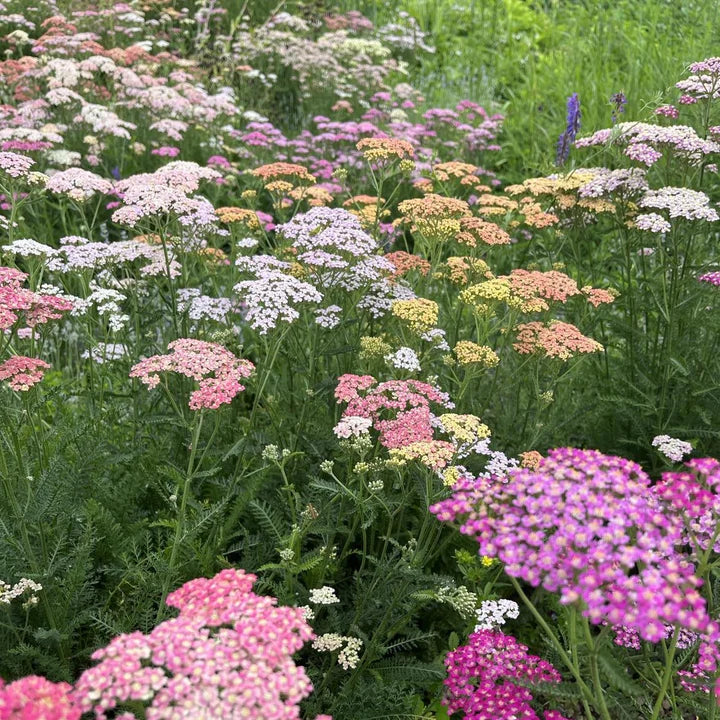 Mixed Achillea Flower Seeds for Planting – Heirloom, Non-GMO, High Germination Organic Garden Seeds