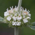 Lamiaceae Flower Seeds for Planting – Heirloom, Non-GMO, High Germination, Organic Garden Seeds