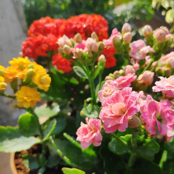 Flower Seeds, Seeds,Seeds For Planting,Plant Seeds