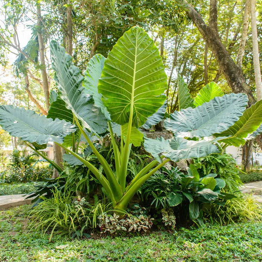 Green Alocasia Macrorrhizos Flower Seeds for Planting – Heirloom, Non-GMO, High Germination Garden Seeds