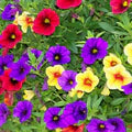 Calibrachoa Flower Seeds – Heirloom, Non-GMO, Vibrant Colors
