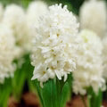 White Hyacinthus Orientalis Flower Seeds for Planting – Heirloom, Non-GMO, High Germination Garden Seeds