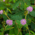 Purple Mimosa Pudica Flower Seeds for Planting – Cut Flower Favorite Heirloom, Non-GMO, High Germination Garden Seeds