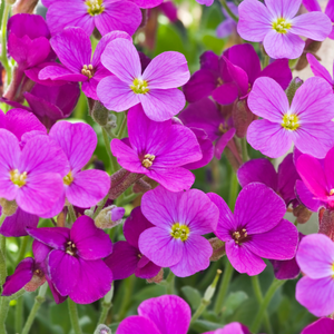 Flower Seeds, Seeds,Seeds For Planting,Plant Seeds
