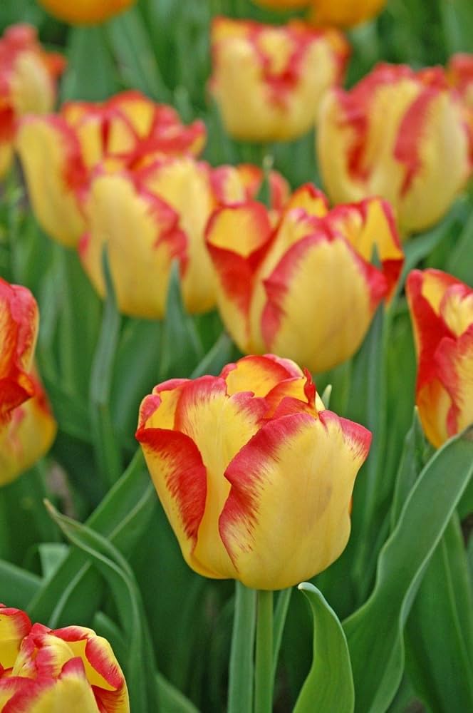 Flower Seeds, Seeds,Seeds For Planting,Plant Seeds