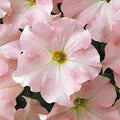 Blush Pink Petunia Flower Seeds for Planting – Heirloom, Non-GMO, Shade-Tolerant Garden Seeds