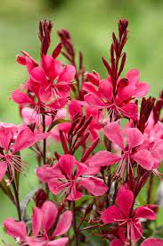 Red Gaura Flower Seeds for Planting – Hardy Perennial Blooms for Garden Beds & Borders