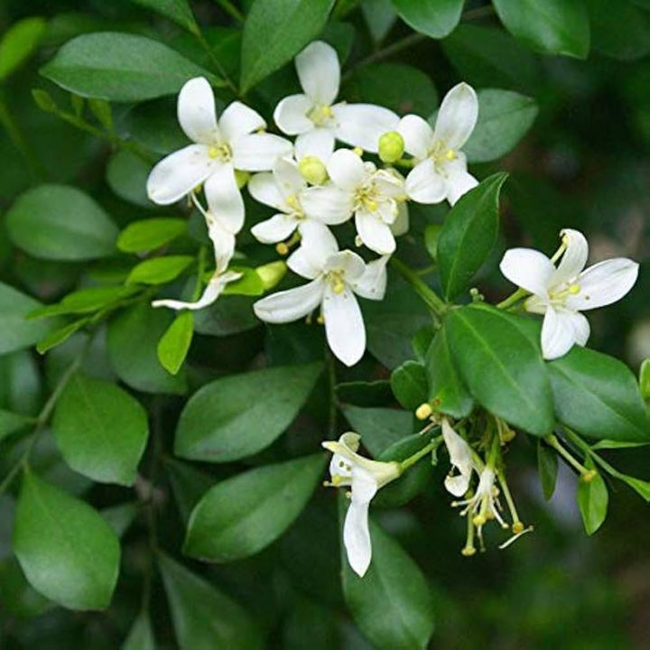 Flower Seeds, Seeds,Seeds For Planting,Plant Seeds
