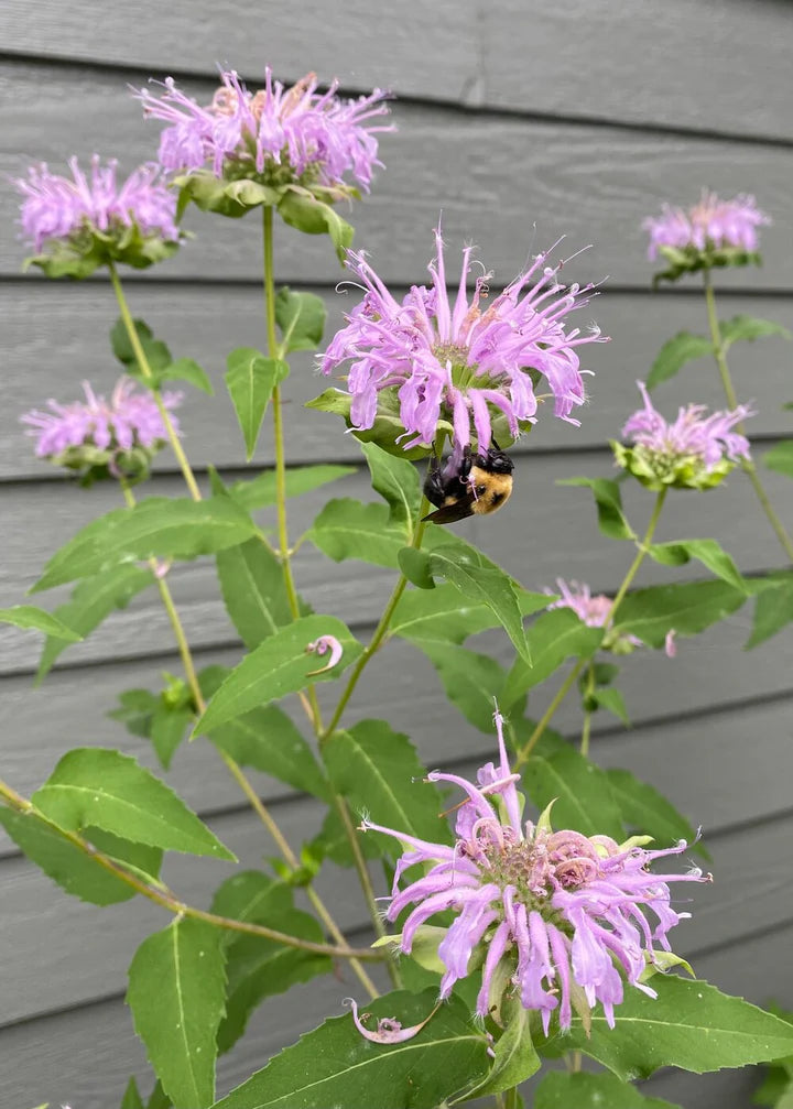 Purple Monarda Flower Seeds for Planting – Heirloom, Non-GMO, High Germination Organic Garden Seeds