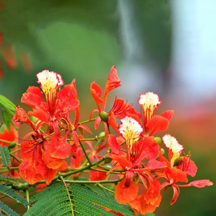 Flamboyant Flower Seeds for Planting – Heirloom, Non-GMO, High Germination Organic Garden Seeds
