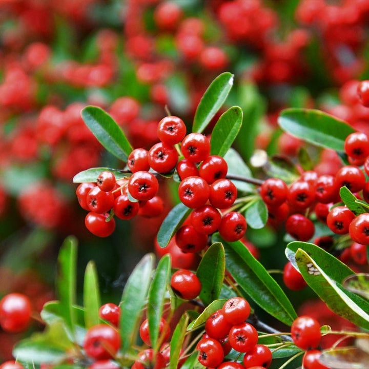 Flower Seeds, Seeds,Seeds For Planting,Plant Seeds