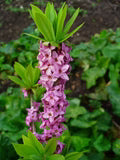 Pink Daphne Mezereum Flower Seeds for Planting – Heirloom, Non-GMO, High Germination Organic Garden Seeds