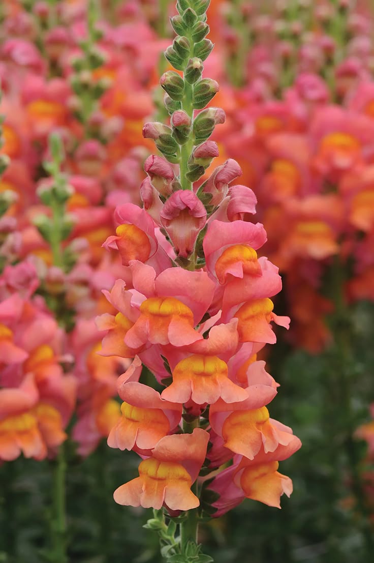 Orange Snapdragon Flower Seeds for Planting – Heirloom, Non-GMO, High Germination, Organic Garden Seeds