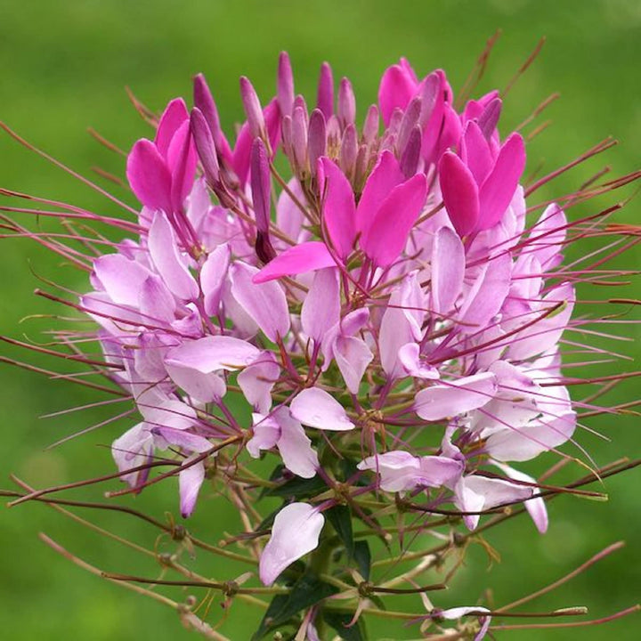 Flower Seeds, Seeds,Seeds For Planting,Plant Seeds