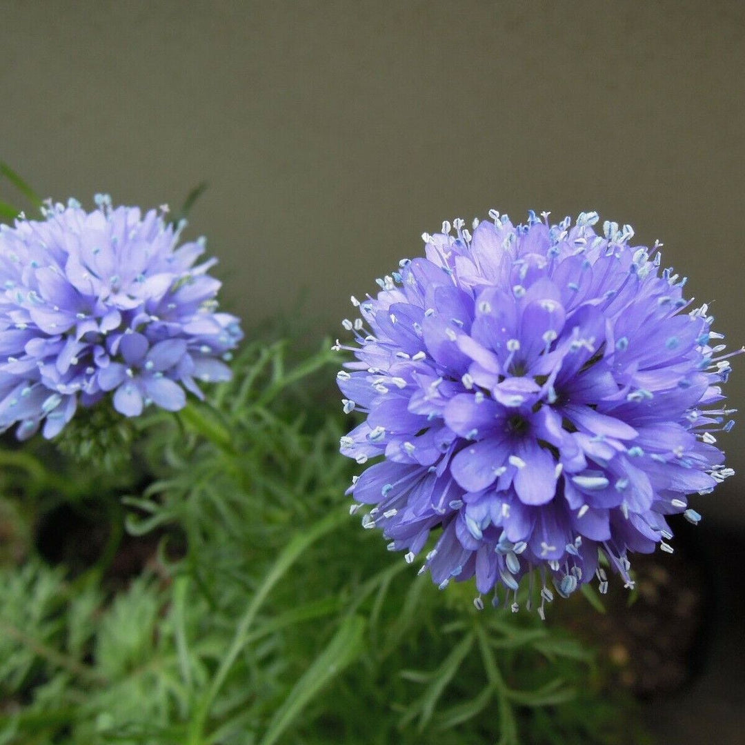 Flower Seeds, Seeds,Seeds For Planting,Plant Seeds