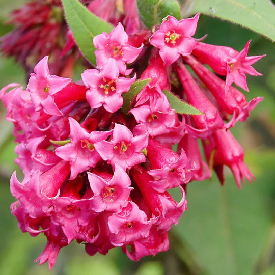 Pink Cestrum Elegans Flower Seeds for Planting – Heirloom, Non-GMO, High Germination Garden Seeds