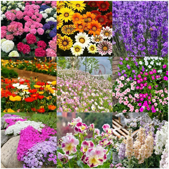 Flower Seeds, Seeds,Seeds For Planting,Plant Seeds