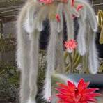 Winteria Colademononis Red Flower Seeds for Planting – Heirloom, Non-GMO, High Germination Organic Garden Seeds