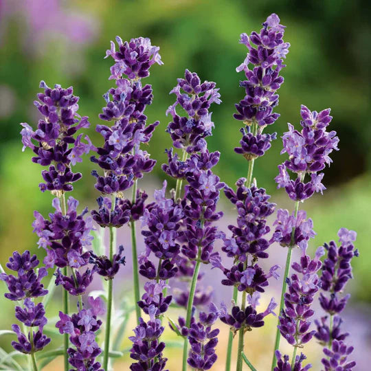 Angustifolia Flower Seeds for Planting – Heirloom, Non-GMO, High Germination Organic Garden Seeds