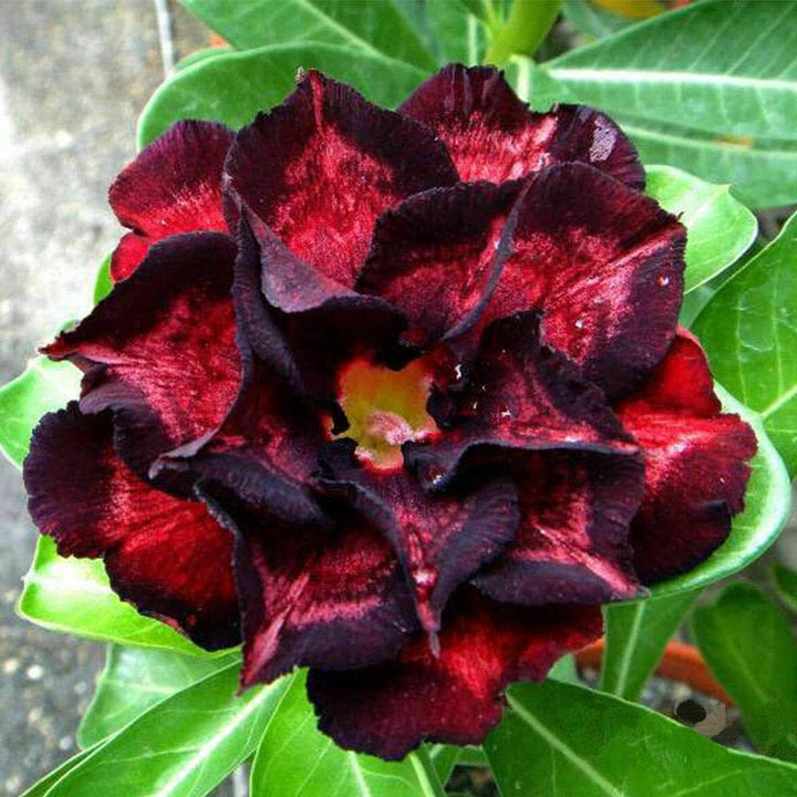 Flower Seeds, Seeds,Seeds For Planting,Plant Seeds