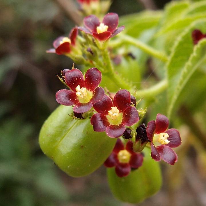 Flower Seeds, Seeds,Seeds For Planting,Plant Seeds