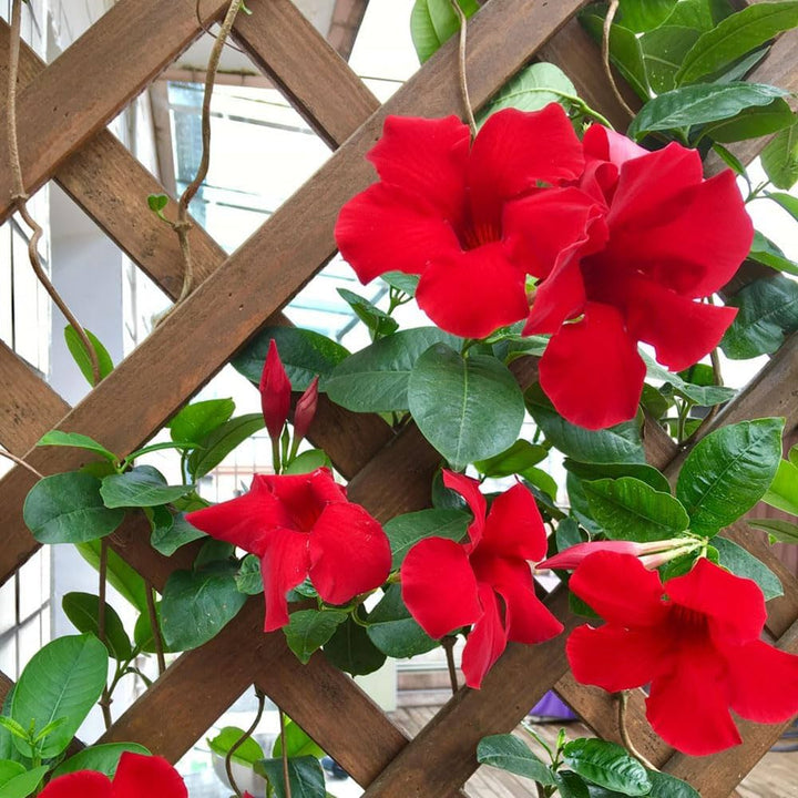 Flower Seeds, Seeds,Seeds For Planting,Plant Seeds