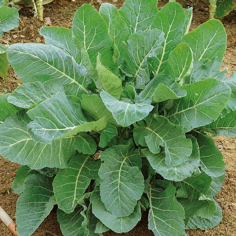 Flower Seeds, Seeds,Seeds For Planting,Plant Seeds