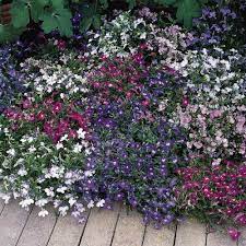 Lobelia erinus Flower Seeds for Planting – Heirloom & Non-GMO Trailing Blooms for Hanging Baskets, Borders & Containers