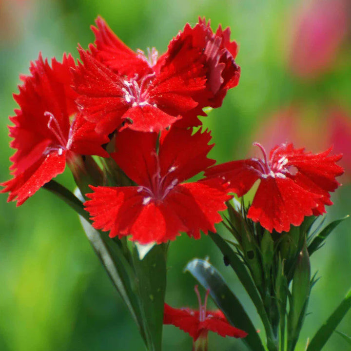 Flower Seeds, Seeds,Seeds For Planting,Plant Seeds